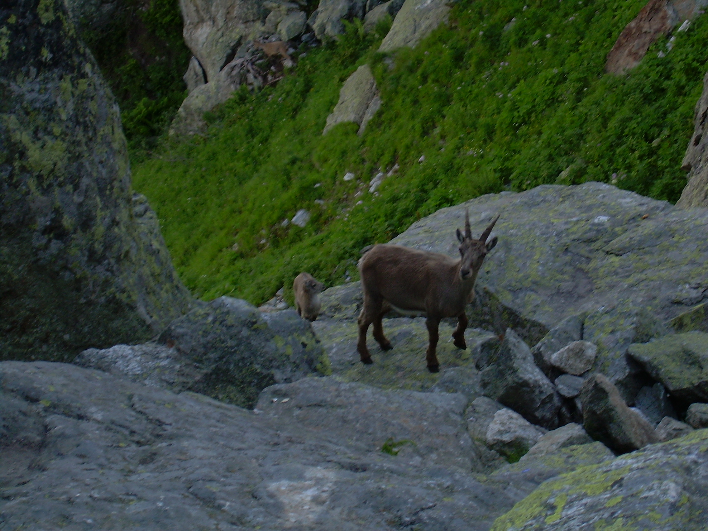 Chamois & baby 2.JPG